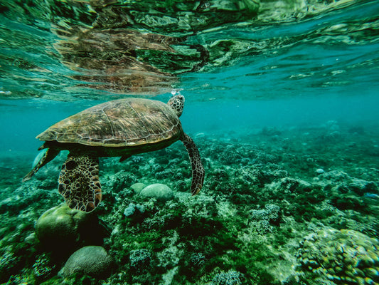 Difendiamo l’oceano perché possa proteggerci