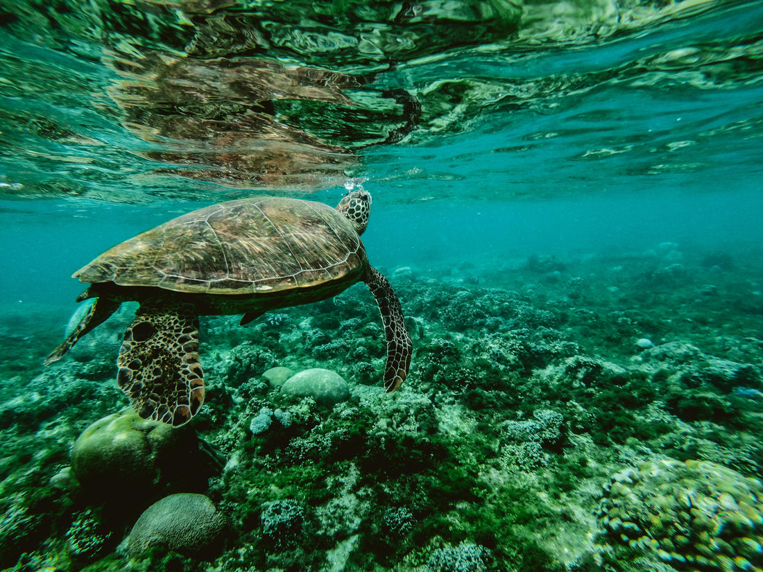 Difendiamo l’oceano perché possa proteggerci